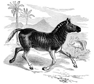 Grawerowanie Quagga, 1884 autorstwa Unbekannt