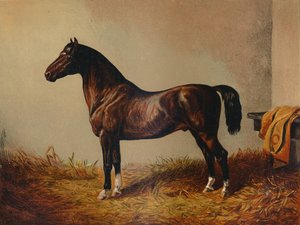 Cały kucyk Hack Don Carlos, c1897. autorstwa Unbekannt
