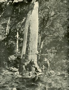 Wodospady Eurobin, Góry Buffalo, 1901. autorstwa Unbekannt