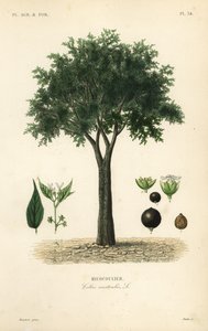 pokrzywa zwyczajna, jagoda śródziemnomorska, lote lub jagoda miodowa, celtis australis, micocoulier autorstwa Unbekannt