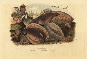 Gładzica pospolita, Pleuronectes platessa 1, zimnica, Files 1a i Solea Dover, Solea solea 2 autorstwa Unbekannt