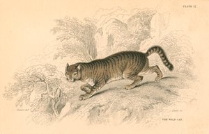 Żbik europejski Felis silvestris, 1828 autorstwa Unbekannt