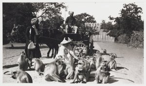 Europejka karmiąca stado małp, Indie, ok. 1910 autorstwa Unbekannt