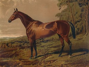 Fair Nel, c1879. autorstwa Unbekannt