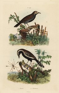 Wróżka , Mymar pulchellum 1 , południowa antwren z białymi frędzlami , Formicivora grisea 2 i mrówka czarnogardła , Myrmophylax atrothorax melanura 3 autorstwa Unbekannt