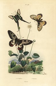 Fałszywy apollo, Archon apollinus 1, smoczy ogon biały, Lamproptera curius 2 i paź jaskółczyca, Cressida cressida 3, trawa parnasu, Parnassia palustris autorstwa Unbekannt