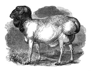 Gruba owca tatarska, 1848 autorstwa Unbekannt