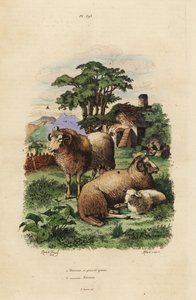 Owce gruboogonowe, Ovis aries 1 i owce Merino, Ovis aries 2 autorstwa Unbekannt