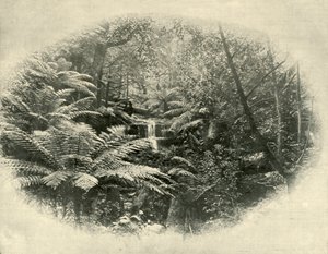 Wąwóz paprociowy, Tasmania, 1901. autorstwa Unbekannt