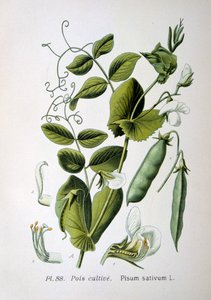 Groch polny i ogrodowy, 1893 autorstwa Unbekannt