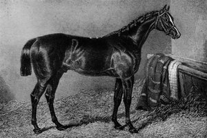 Sukinsyn, 1812-1835, 1911 autorstwa Unbekannt