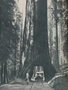 Wspaniały okaz największego organizmu, jaki kiedykolwiek żył, c1935 autorstwa Unbekannt