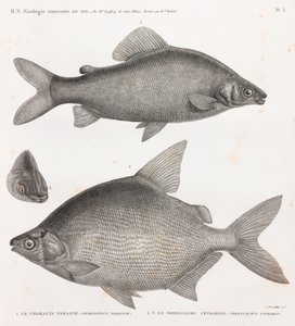 Ryby: Characin Nefasch i Serrasalme Citharine autorstwa Unbekannt