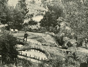 Stawy rybne, Ercildoune, niedaleko Ballarat, 1901. autorstwa Unbekannt