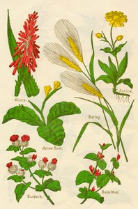 Kwiaty: aloes, arnika, korzeń strzały, jęczmień, mięta balsamiczna, łopian, ok. 1940 r. autorstwa Unbekannt