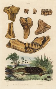 Skamieniałe kości wymarłego mastodonta amerykańskiego Mammut americanum 1 i mata mata Chelus fimbriata 2 autorstwa Unbekannt
