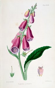 Foxglove Digitalis purpurea, XIX wiek. autorstwa Unbekannt