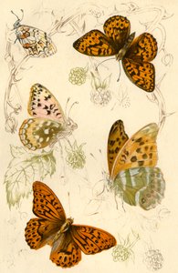 Motyle fritillary, XIX wiek. autorstwa Unbekannt