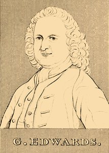 G. Edwardsa, 1694-1773, 1830. autorstwa Unbekannt