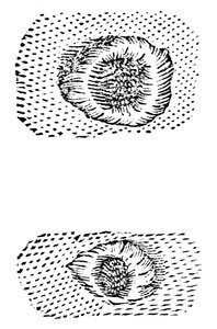 Galileusz rysunek kraterów księżycowych, 1611, c1655 autorstwa Unbekannt