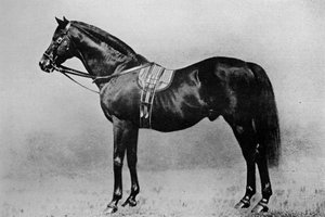 Galopin, 1872-1899, 1911 autorstwa Unbekannt