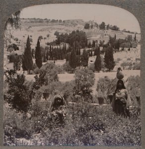 Ogród Getsemani i Góra Oliwna z ogrodów greckich, ok. 1900 autorstwa Unbekannt
