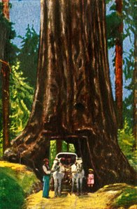 Giant Redwood w Kalifornii, c1928. autorstwa Unbekannt