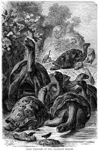 Żółwie olbrzymie z Wysp Galapagos obserwowane przez Darwina, 1894 r. autorstwa Unbekannt