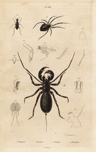 Gigantyczny bicz skorpion, Mastigoproctus giganteus, chrząszcz, gatunki Theratus i pająk pajęczyna, gatunki Theridion autorstwa Unbekannt