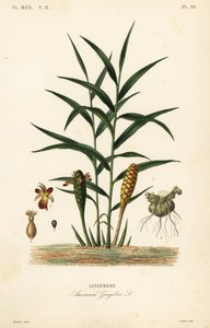 Korzeń imbiru lub imbiru, Zingiber officinale, Amomum zingiber, Gingembre autorstwa Unbekannt