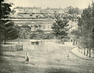 Gladesville Azyl dla Obłąkanych, Nowa Południowa Walia, 1901. autorstwa Unbekannt