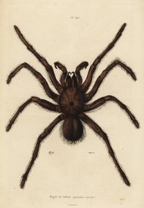 Pająk ptasznik goliat , Theraphosa blondi autorstwa Unbekannt