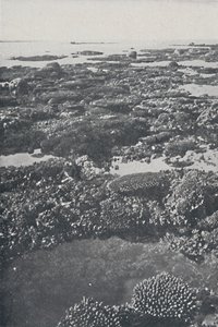 Wielka Rafa Koralowa, 1924 autorstwa Unbekannt