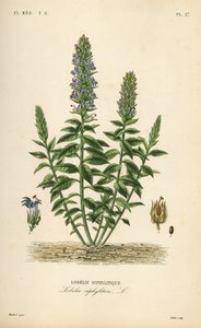 Lobelia niebieska, Lobelia siphilitica, Lobelia siphilitica, Lobelia syphilitique autorstwa Unbekannt