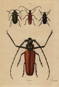 Chrząszcz długorogi, Enoplocerus armillatus 1, Aegosoma scabricorne 2, Pyrodes nitidus 3 i Prionus desmaretii 4 autorstwa Unbekannt