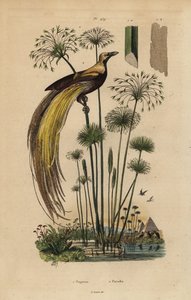 Większy ptak rajski , Paradisaea apoda i trawa papirusowa , Cyperus papirus autorstwa Unbekannt