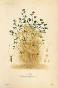Kaniak większy lub kaniak europejski, Cuscuta europaea, cuscute autorstwa Unbekannt