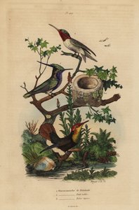 Sieweczka szypułkowa , Stephanoxis lalandi , koliber rubinowy , Archilochus colubris i koliber rubinowo - topazowy i gniazdo , komar Chrysolampis autorstwa Unbekannt