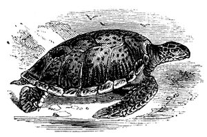Żółw zielony Chelone mydas, c1890 autorstwa Unbekannt