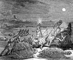 Żółwie zielone i żółwie karłowate schwytane na wybrzeżu Kuby, 1832 autorstwa Unbekannt