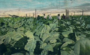 Uprawa tytoniu, Kuba, 1909 autorstwa Unbekannt