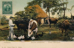 Hawana. Scena wiejska - Podwórko Kubańskie, c1910 autorstwa Unbekannt