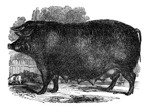 Locha z Hampshire, 1848 autorstwa Unbekannt