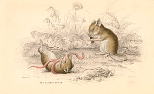 Żniwa mysz Micromys minutus Starego Świata, 1828 autorstwa Unbekannt