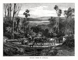 Transport drewna, Australia, 1877 r. autorstwa Unbekannt