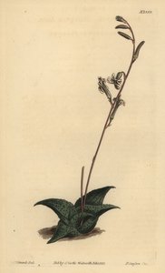Havarthia venosa (aloes wygięty, aloes wygięty) autorstwa Unbekannt