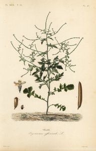 Gorczyca żywopłotowa, Sisymbrium officinale, Erysimum officinale, Velar autorstwa Unbekannt