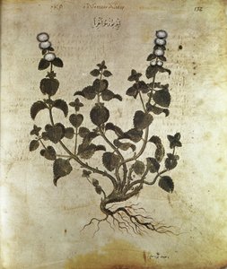 Zioła Mięta pieprzowa (roślina de menthe), VI wiek autorstwa Unbekannt