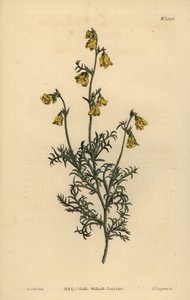 Hermannia confusa (hermannia drobnolistna, Hermannia tenuifolia) autorstwa Unbekannt