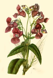 Balsam himalajski: Impatiens Glandulifera, 1840, 1944. autorstwa Unbekannt